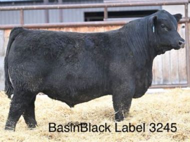 BasinInBlack Label 3245 AI - 