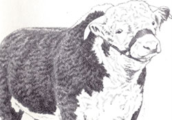 Herefords Horned