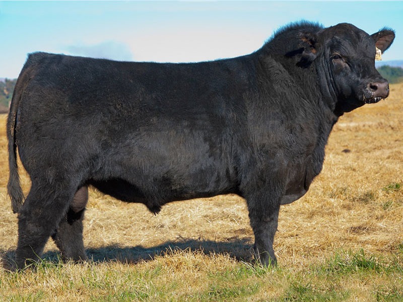 Epworth Ladysman - 