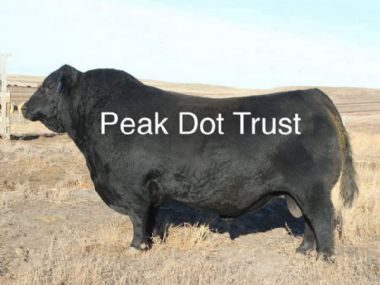 AI Bull - 