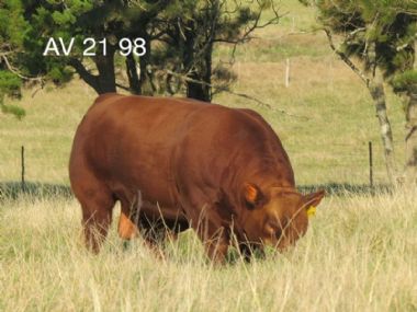 AV20 98 (AI Bul) - 