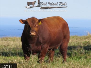 Bird Island Red Dune Rider (AI) - 