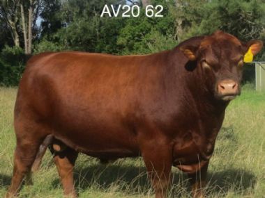 AV20 62 AI BUL - 