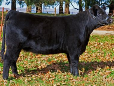 Typical Angus Heifer -