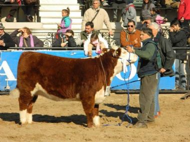 Ideal Herefords - 