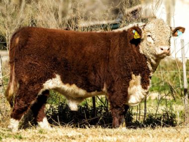 Ideal Bull - 